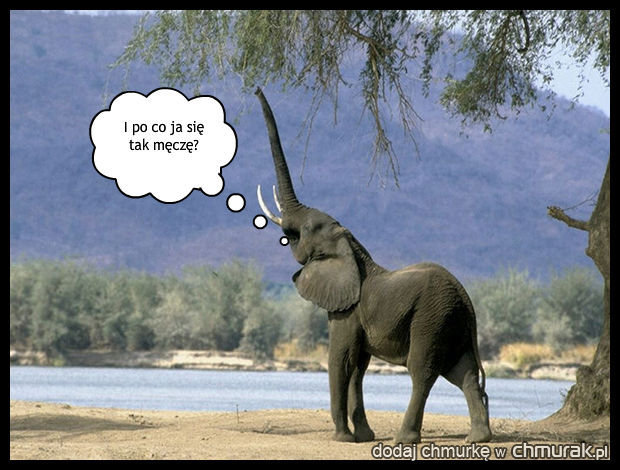 Pytanie słonia
