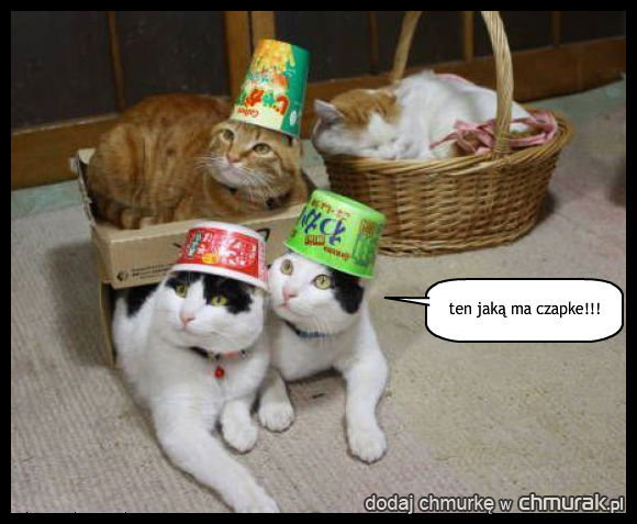 czapki dla kociaków
