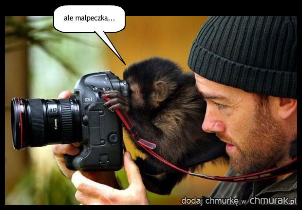 podglądanie małpek