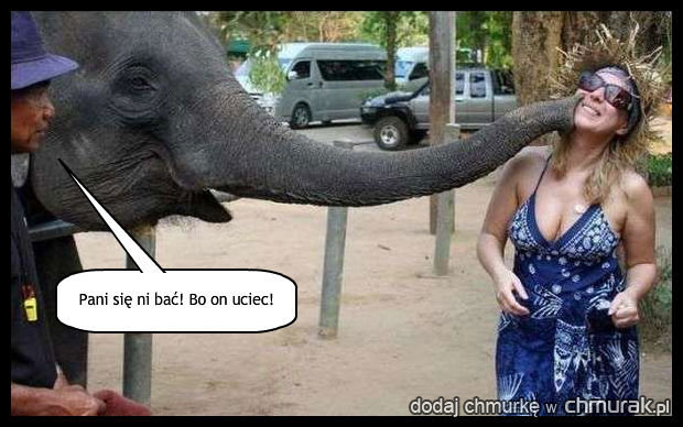 Buzi od słonia