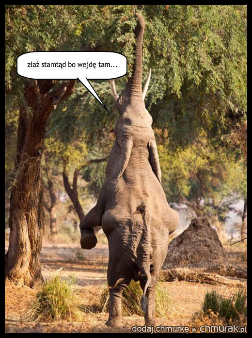 wkurzony słoń