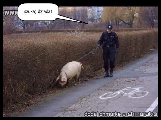 policyjna świnia