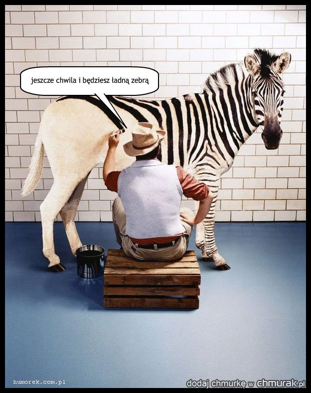 oszukana zebra