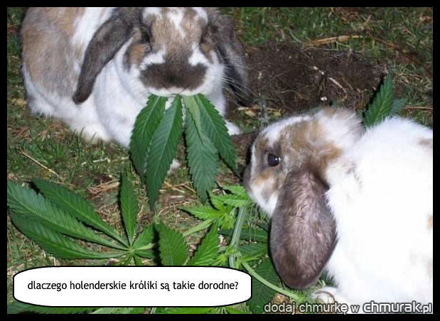 dlaczego holenderskie króliki są takie dorodne