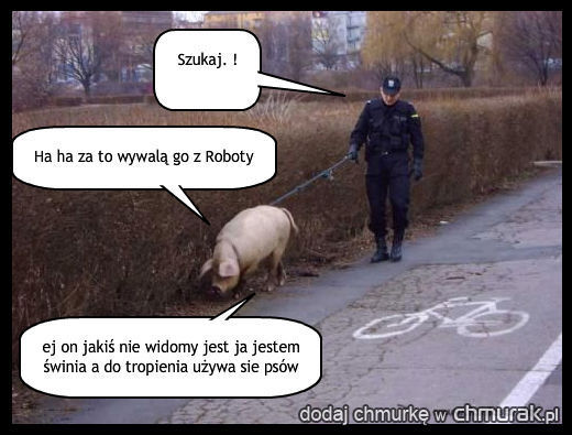 świnia jako pies