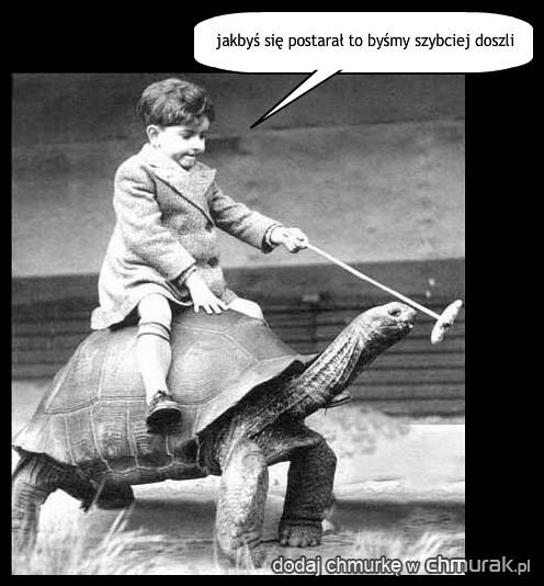 żółwi transport