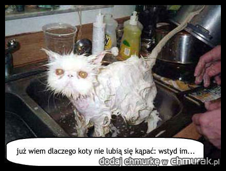 już wiem dlaczego koty nie lubią się kąpać: wstyd im