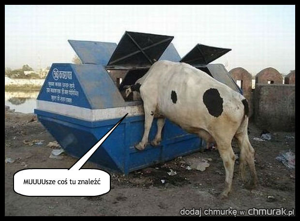 Krowa searching