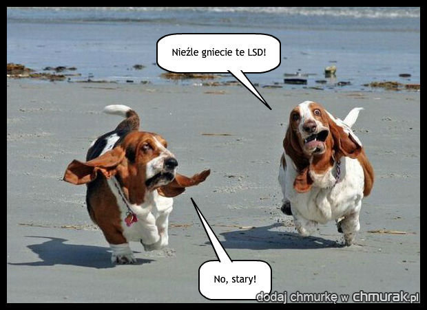 Psy na LSD