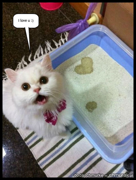 A oto miłosny przekaz kotka do jego właściciela