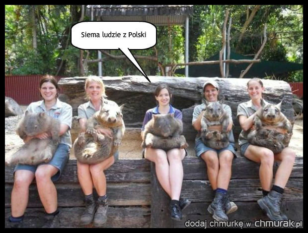 W Australii jeśli nie masz swojego własnego wombata to nie liczysz się