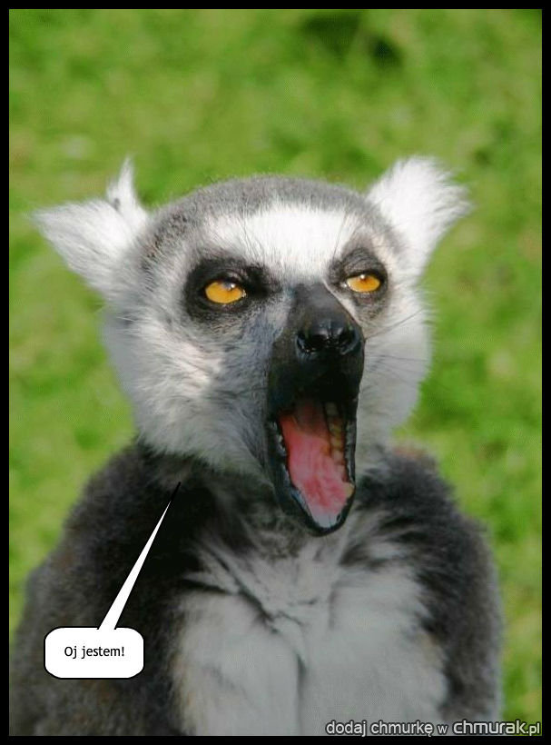 Lemur Roch jest zirytowany tym że zaniechałeś ćwiczeń na płaskostopie