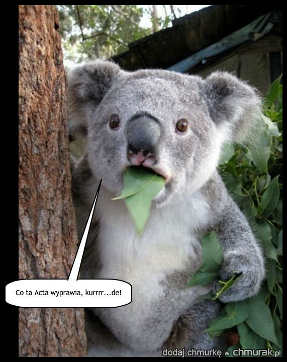 Koala Antoni jest zszokowany obecną sytuacją