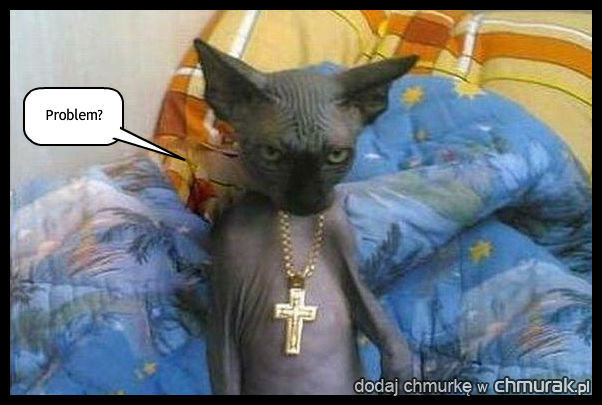 Snoop Cat