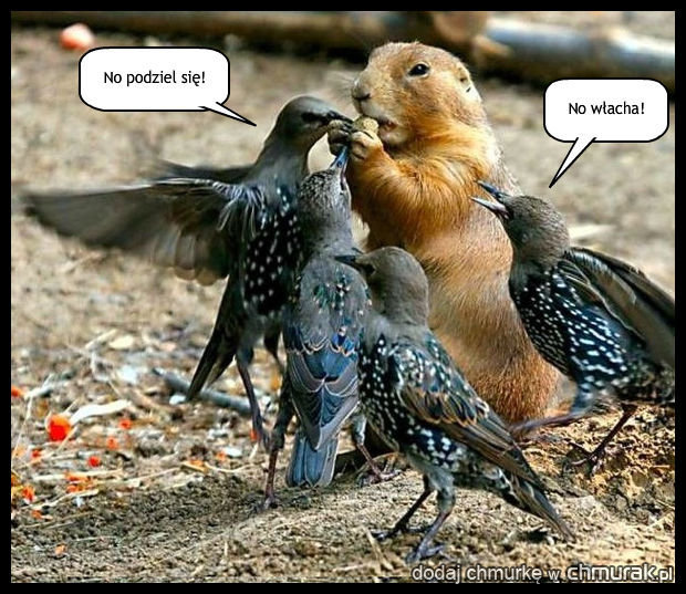Głodne ptaki
