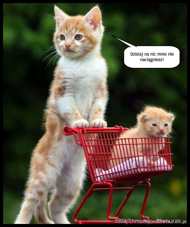 Kocie mamy też mają problemy na zakupach!
