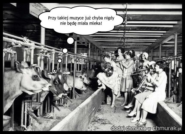 Nieudana pomoc dla krów