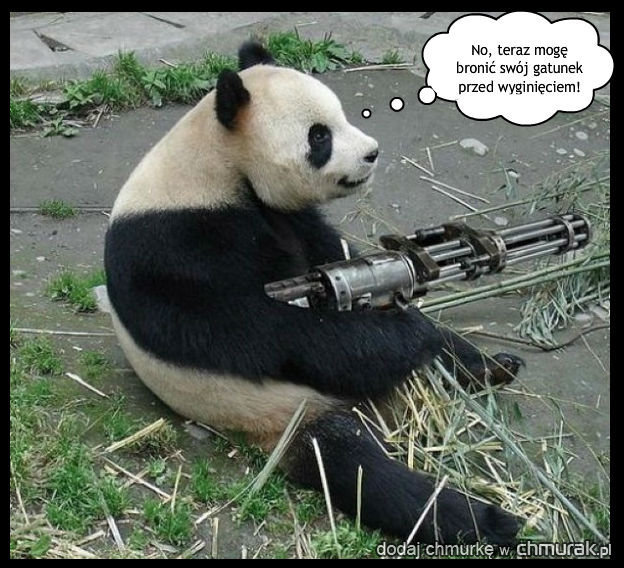 Uzbrojona Panda