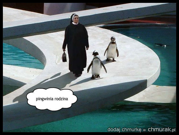 pingwinia rodzina