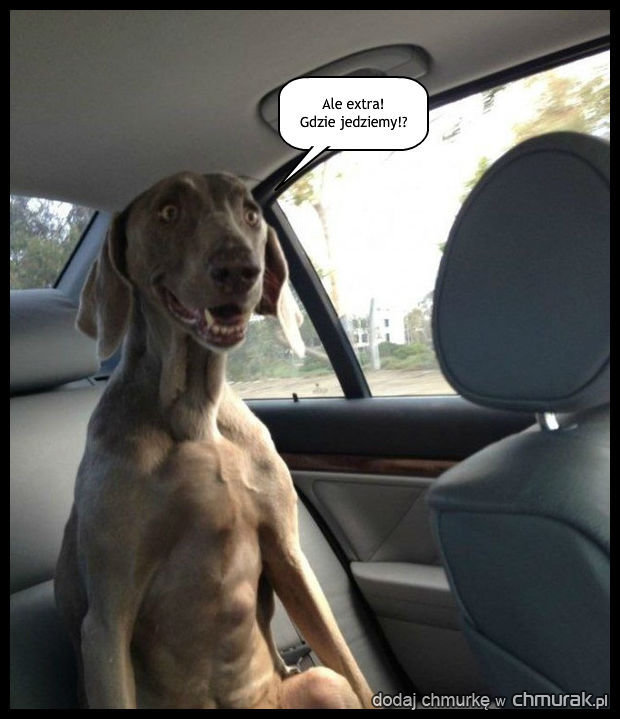 Pies co lubi jazde samochodem