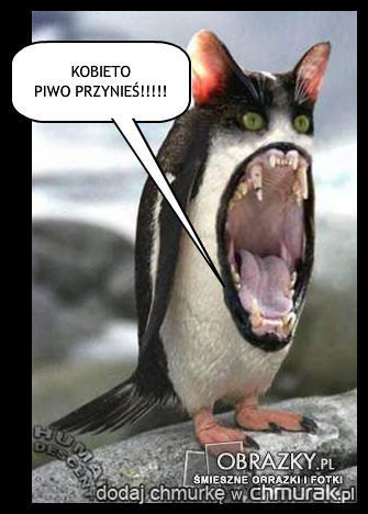 PIWOŁAK