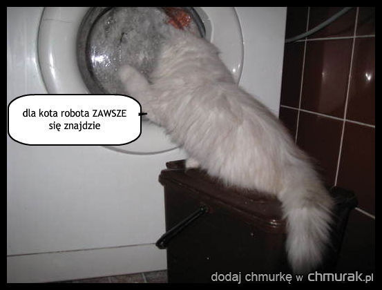 kot w pralce
