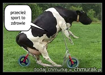 krowa na hulajnodze