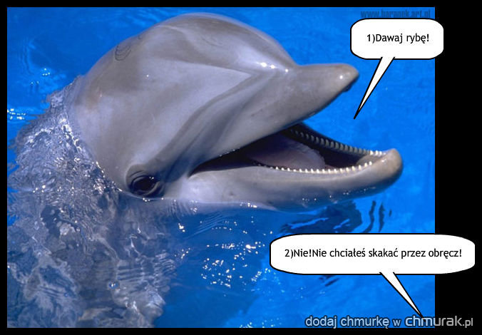 niegrzeczny delfin