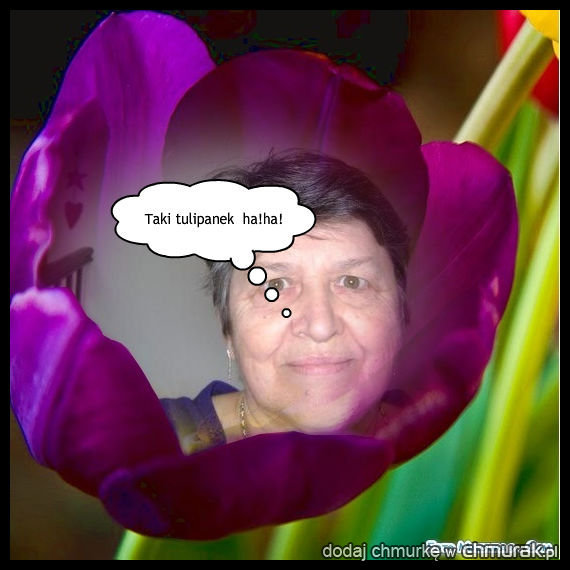 Tulipan