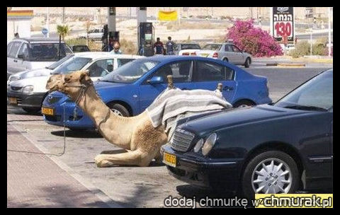 wielbłąd na parkingu