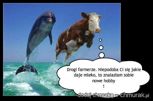 krowa i delfin