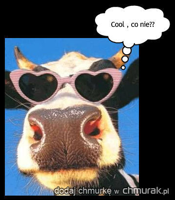 cool krowa