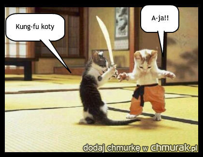 kung-fu koty