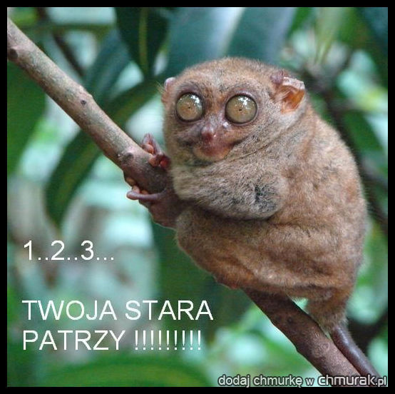 1..2..3... TWOJA STARA PATRZY