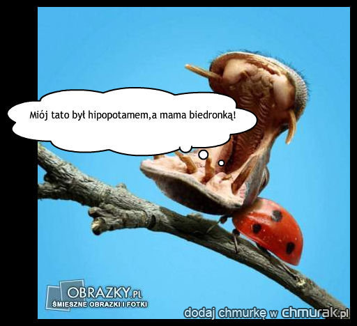 biedronkohipopotamica